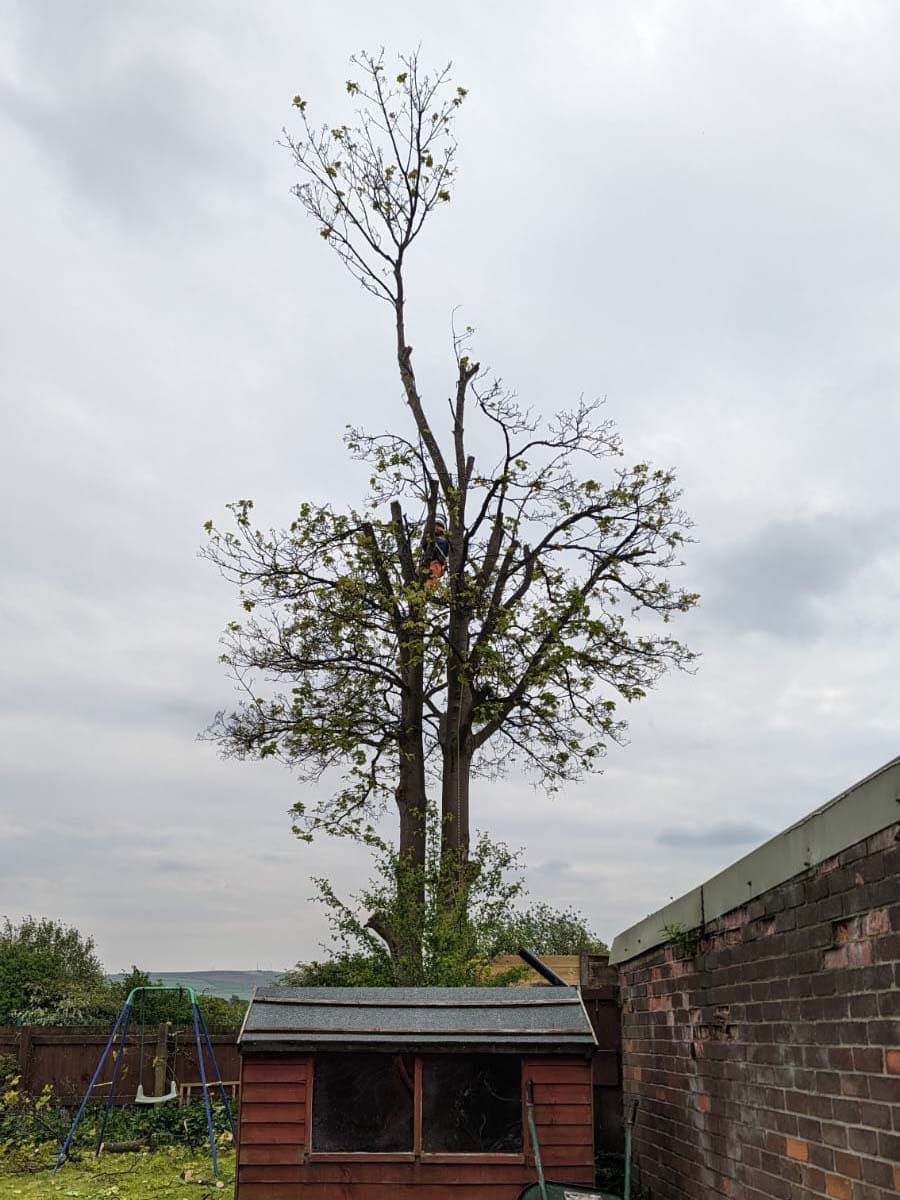 Tree pruning in Rochdale by ACC Tree Care during crown reduction