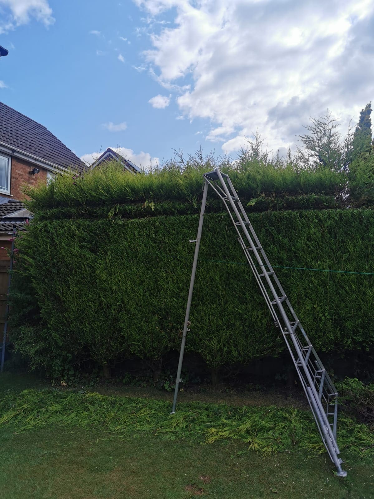 Specialist Ladder being used for hedge cutting in Rochdale, Manchester by ACC Tree Care