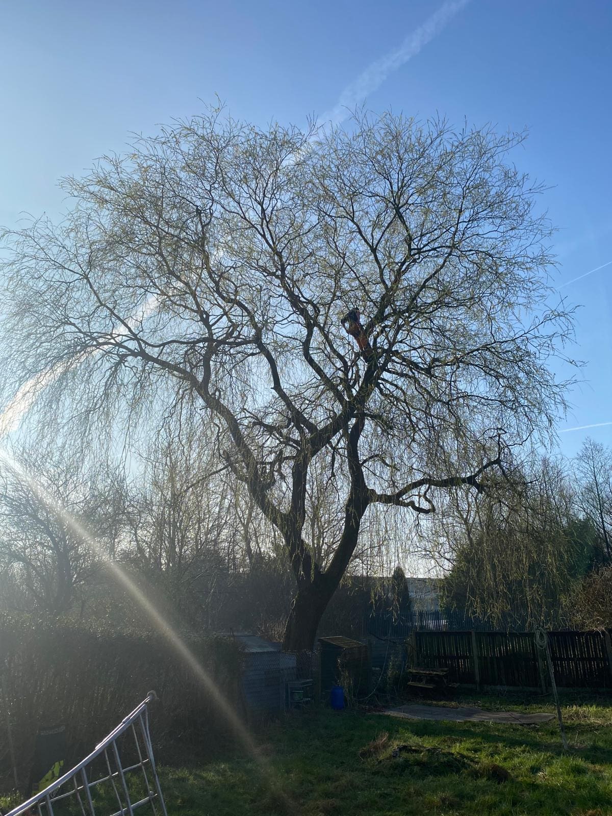 Tree with Decay problem during tree removal in Bury, Manchester by ACC Tree Care1