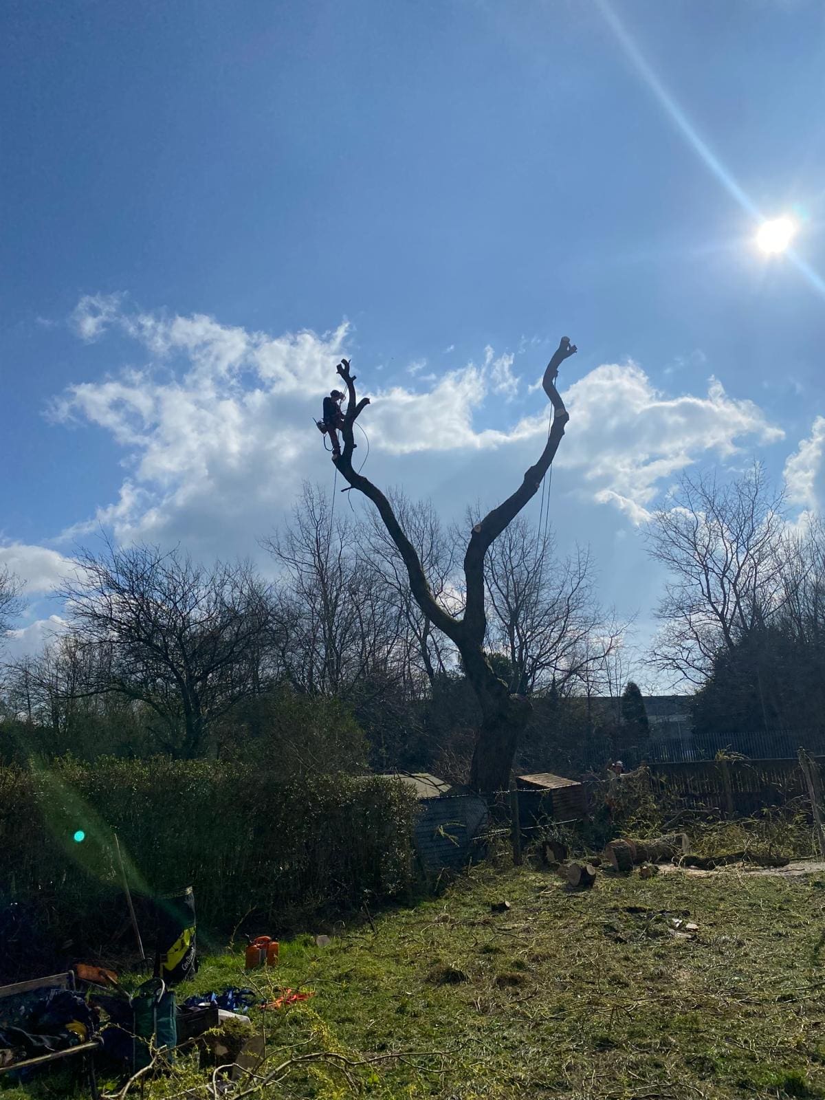 Tree with Decay problem during tree removal in Bury, Manchester by ACC Tree Care 20