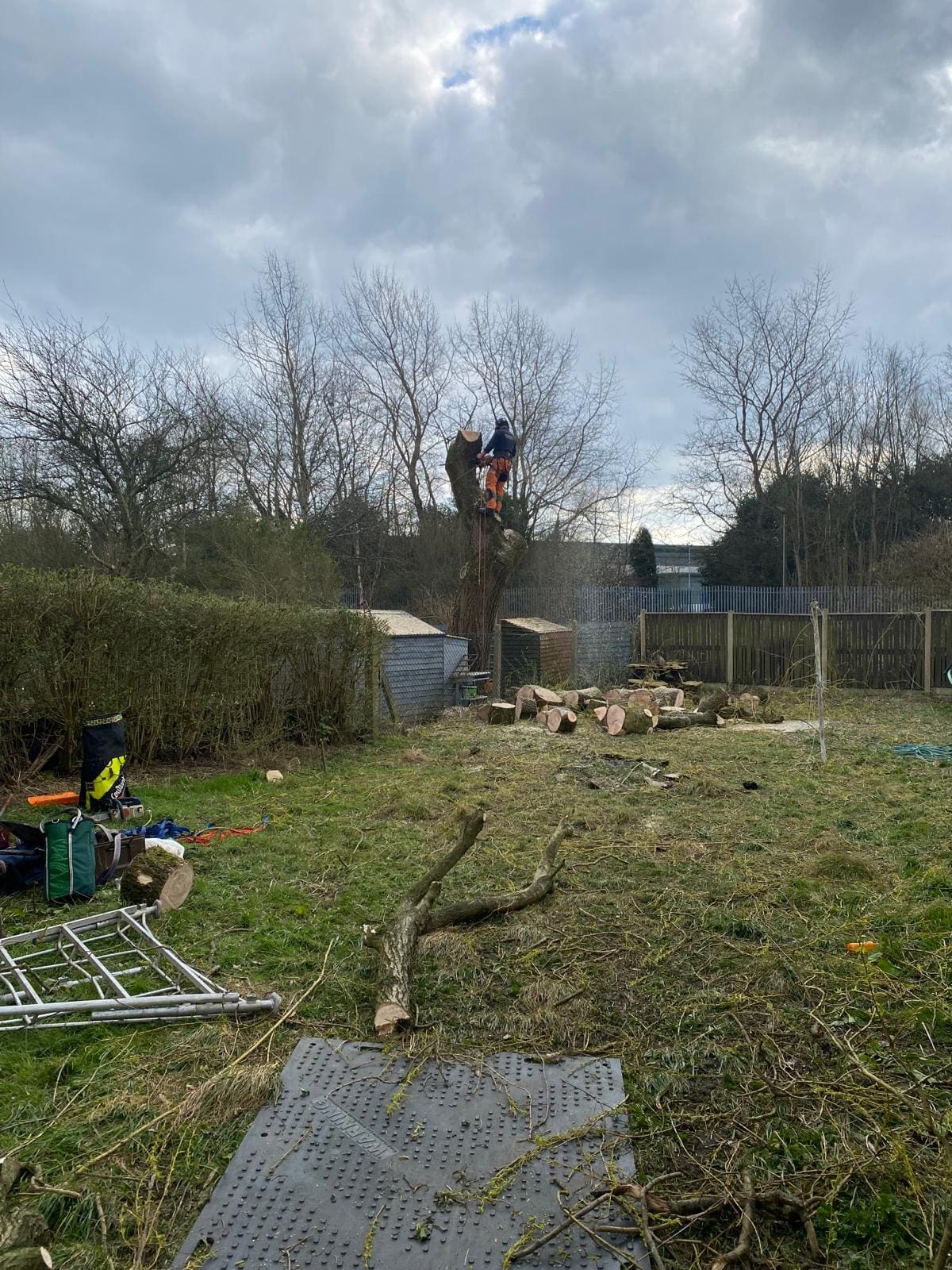 Tree with Decay problem during tree removal in Bury, Manchester by ACC Tree Care 28