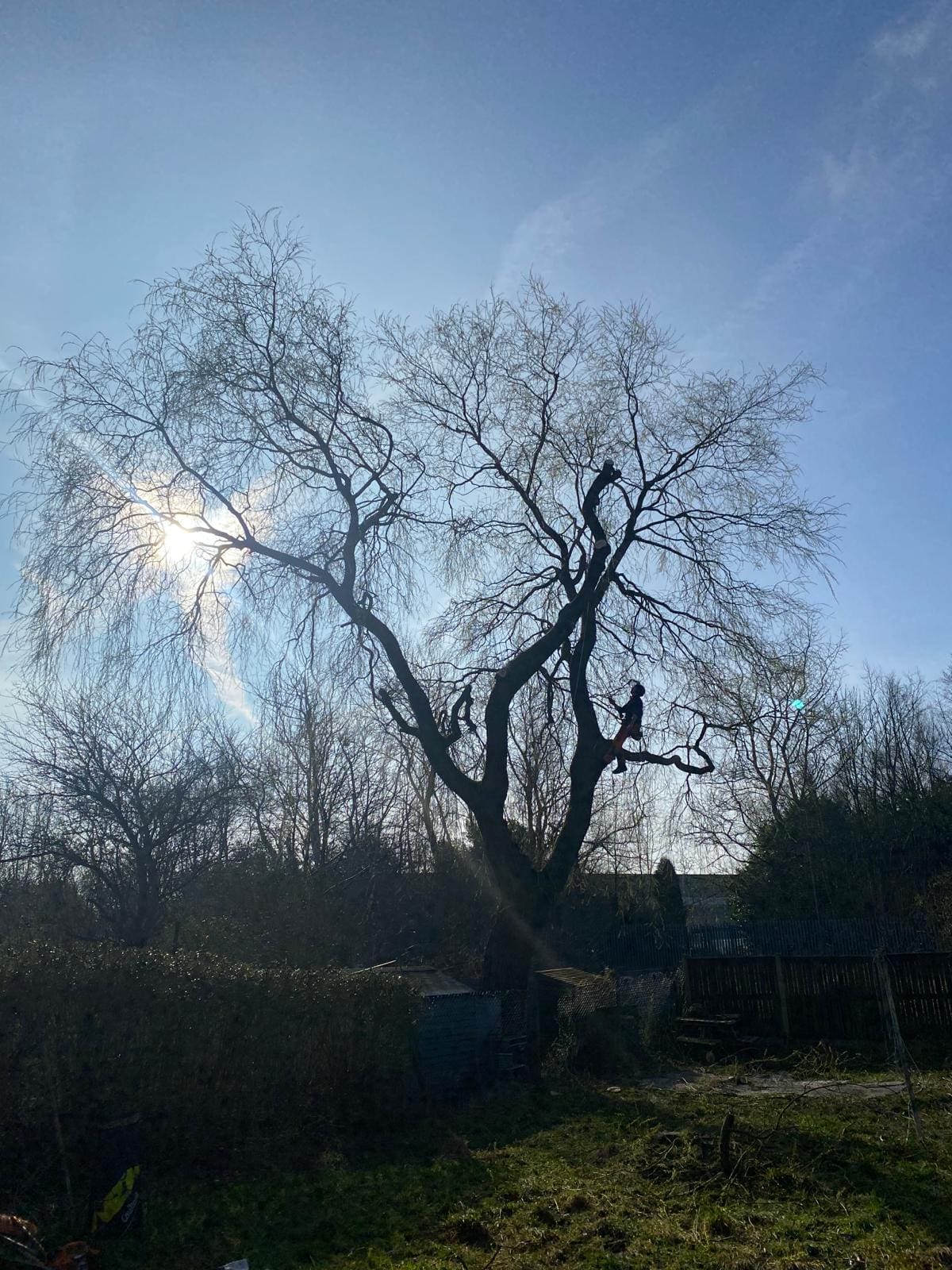 Tree with Decay problem during tree removal in Bury, Manchester by ACC Tree Care9