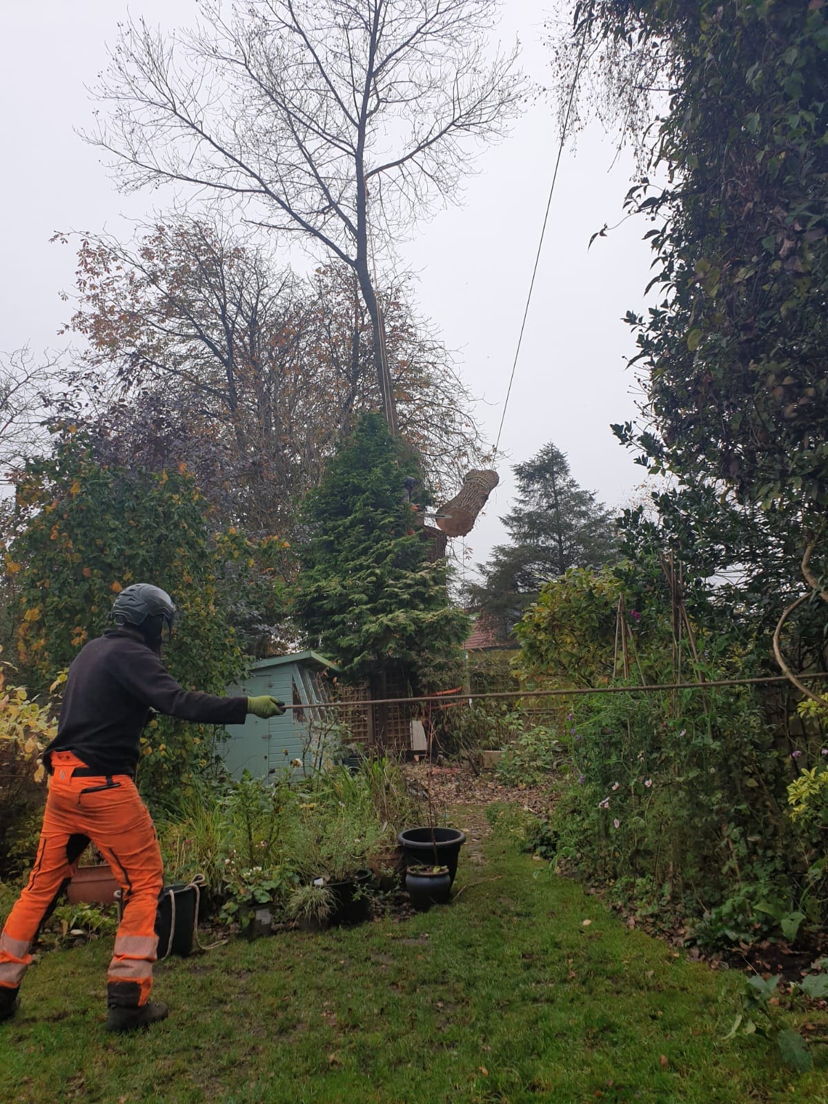 Using specialist rigging equipment during tree removal