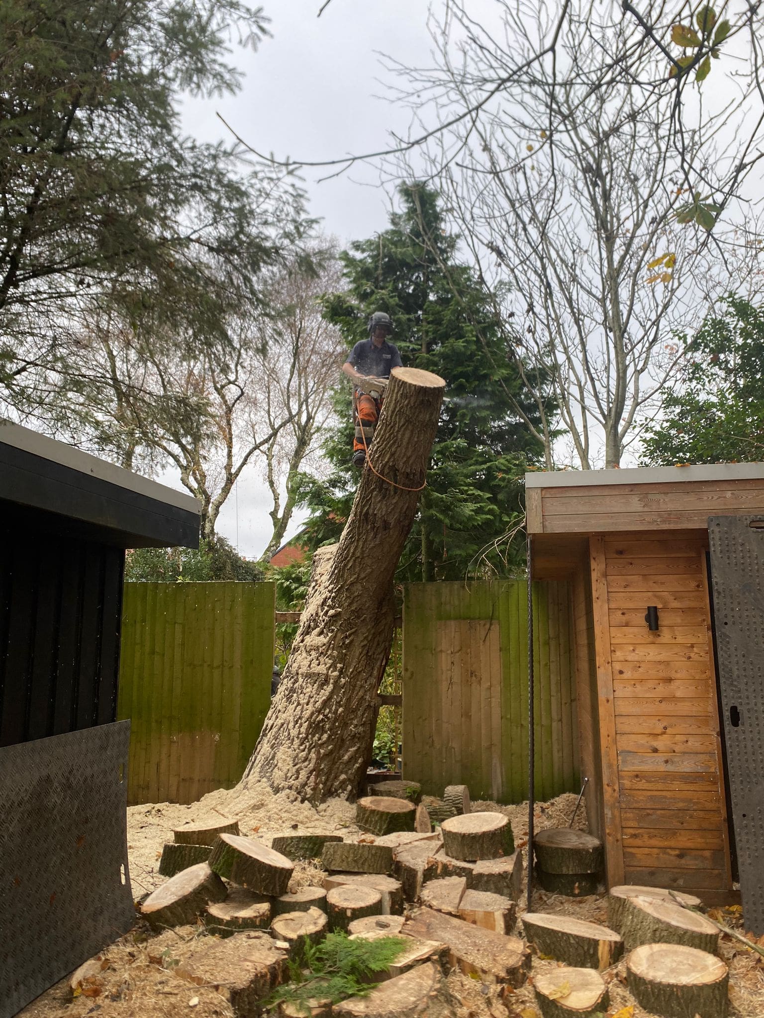 tree dismantling Rochdale