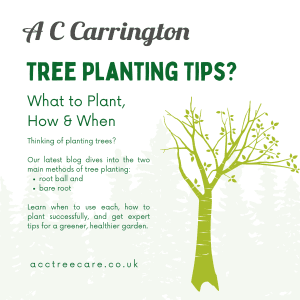 Tree planting tips graphic